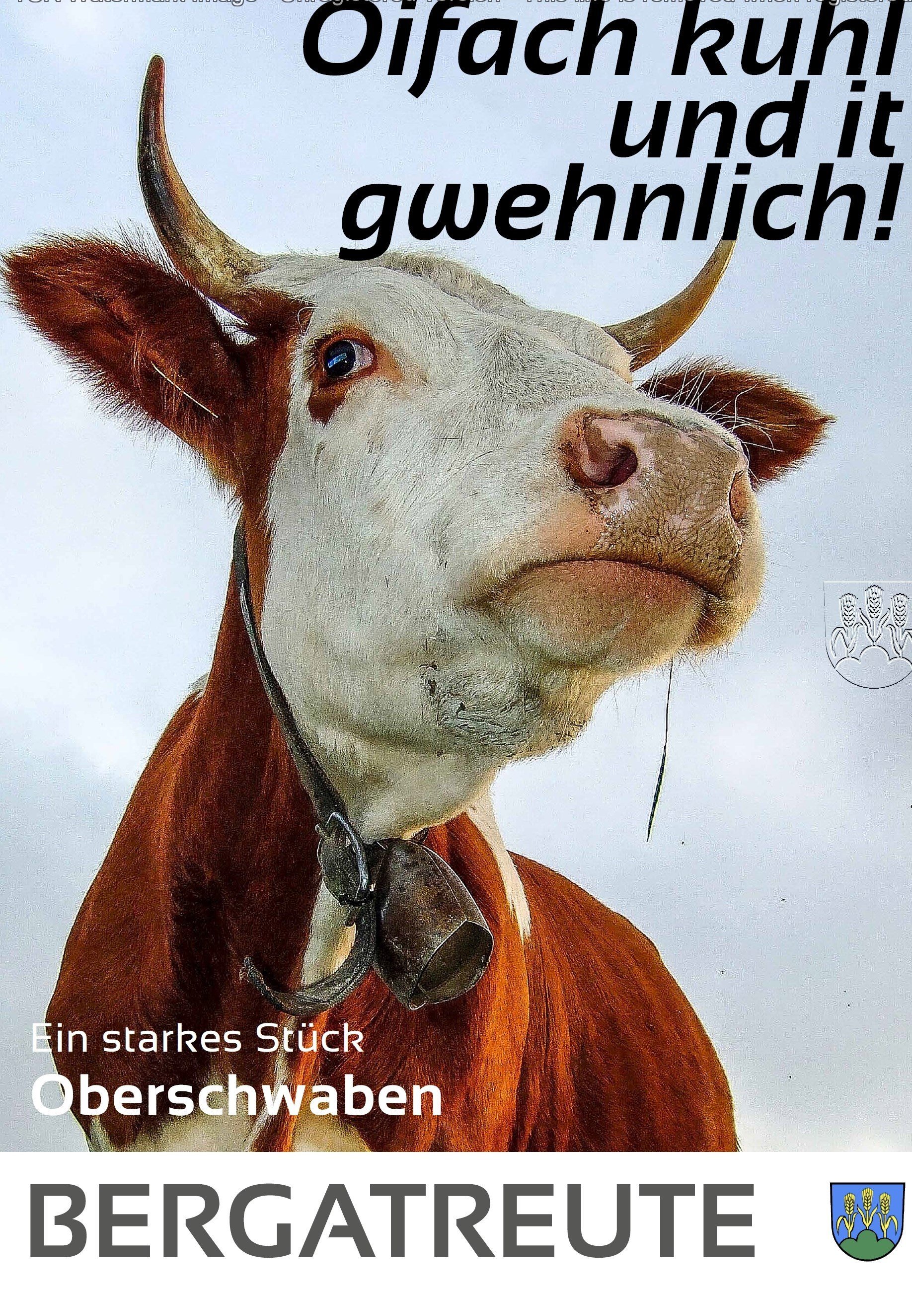  Plakat mit Kuhkopf und Spruch: Oifach kuhl und it gwehnlich! 