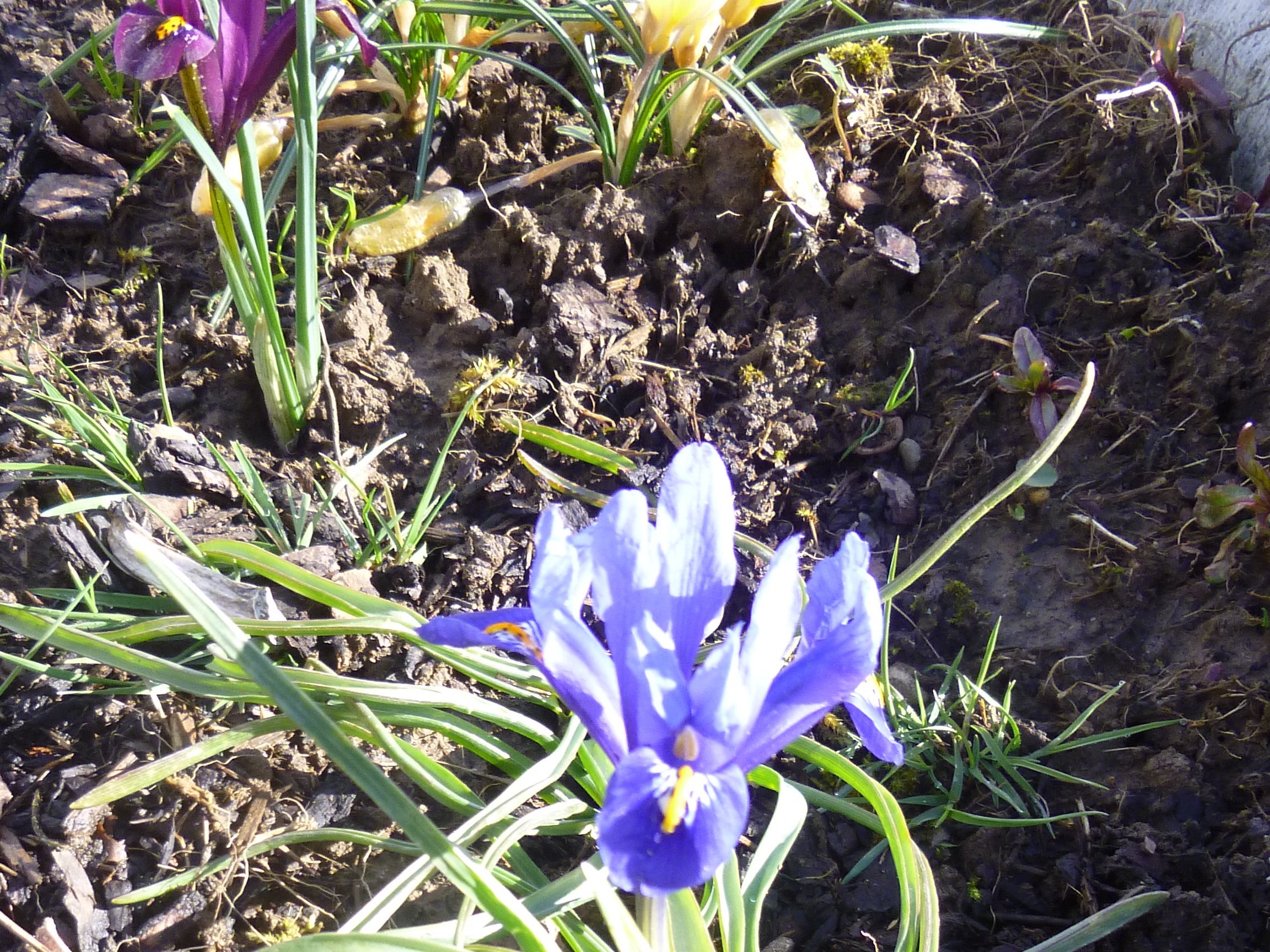  Irisblüte 